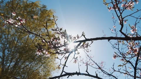 Sun behind chuli branch Slowmotion Vidéo 136404326
