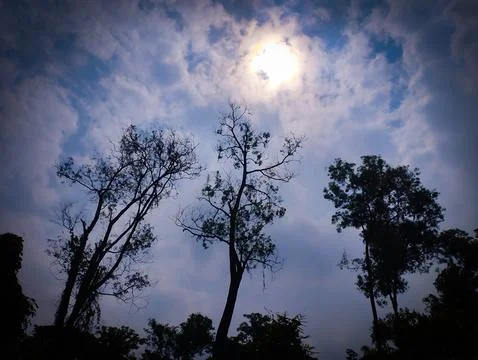 Sun Behind Clouds Over Dark Tree Silhouettes in Forest Stock Photos