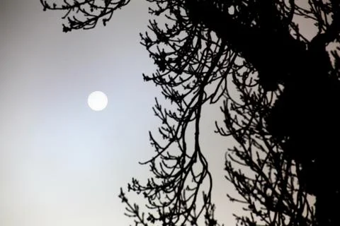 Sun behind dense mist with backlit tree in foreground Stock Photos