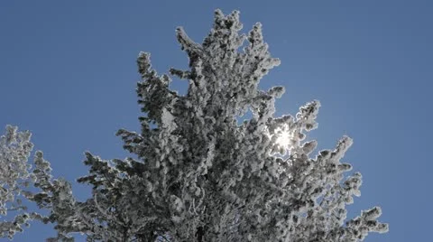 Sun Behind Fir Trees covered hoar and snow Forest Frost Woods Mountain Blue Sky Stock Footage 21996743