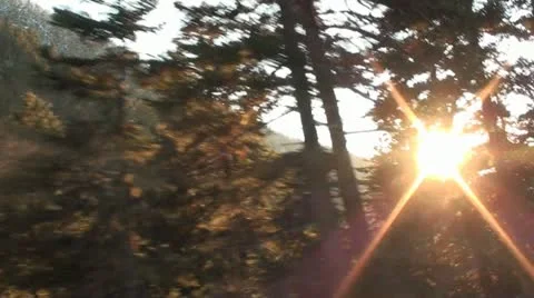 The sun behind the firs Stockbeeldmateriaal 11974133