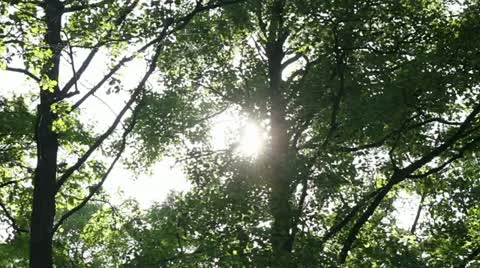Sun behind the foliage Vídeos de archivo 11446833