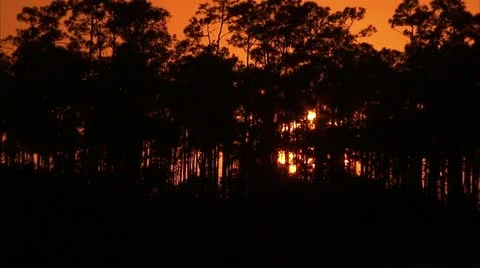 Sun behind forest Video stock 12761425