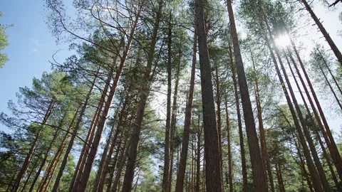 The sun behind the forest Video stock 305632043