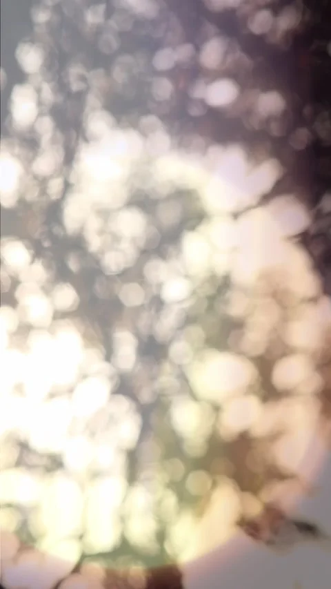 Sun behind the forest vertical background Video stock 218622886