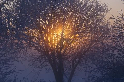 Sun behind frozen tree winter background Stock Photos