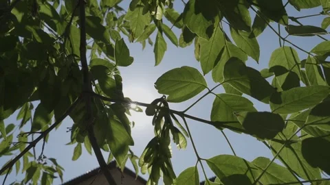 Sun behind green leaves of tree Stock Footage 294179541