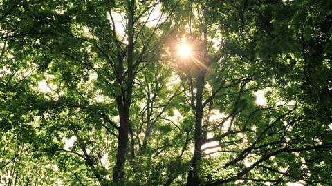 Sun behind green trees in park Stock Footage 209181505