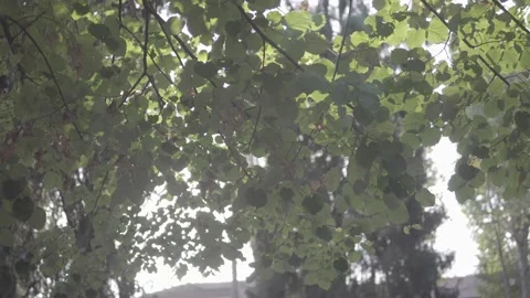 Sun Behind Leaves 4K Video stock 163287346