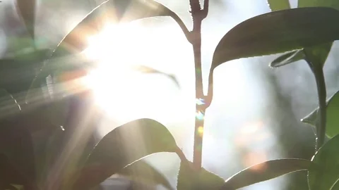 Sun behind leaves Stock Footage 77051634