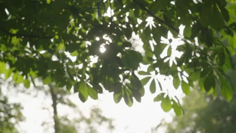 Sun behind leaves 動画素材 139239273