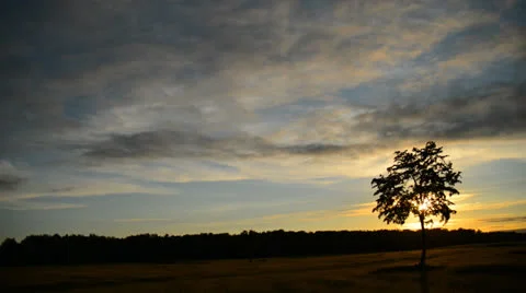 Sun behind the lone Tree on Sunset Stock Footage 25897957