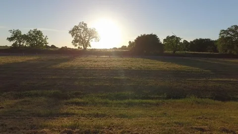 Sun Behind Oak Tree on Country Road 스톡 동영상 88877405