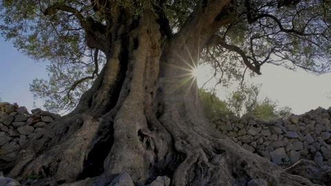 The sun behind the olive tree Stock Footage 143179684