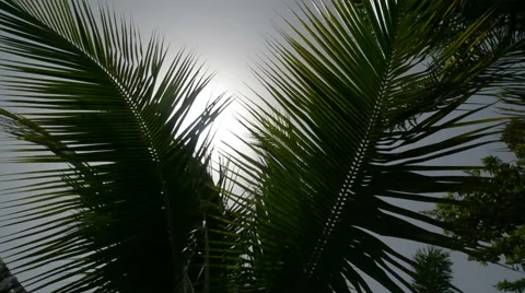 Sun behind palms Stock Footage 46621501