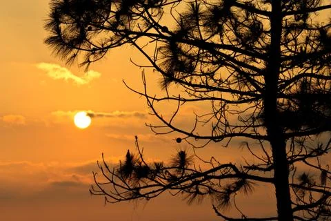 Sun behind pine tree Stock Photos