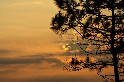 Sun behind pine tree Stock Photos