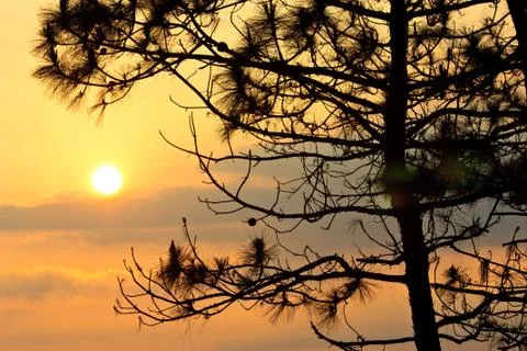Sun behind pine tree Stock Photos