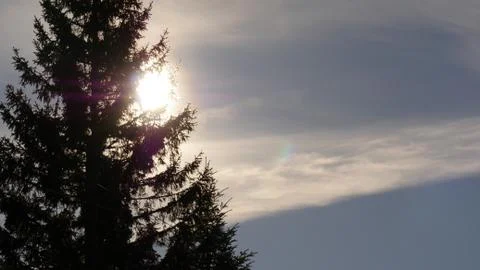 Sun behind pine tree Stock-Fotos