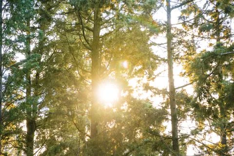 Sun behind the pine trees in the forest. Earth Day or carbon net zero concept Stock Photos