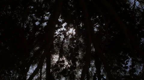 Sun behind pine trees moving in the wind Video stock 41593791