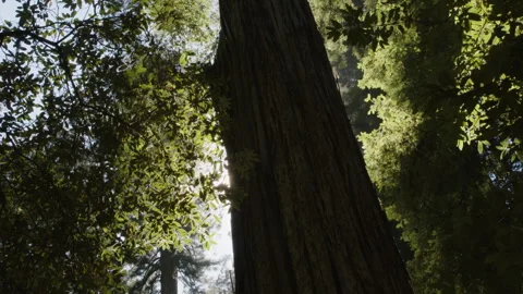 Sun behind redwood tree Stockbeeldmateriaal 247939859