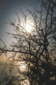 Sun behind the silhouette of a bare tree in winter Stock Photos