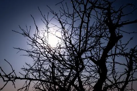 Sun behind the silhouette of a bare tree in winter Foto stock