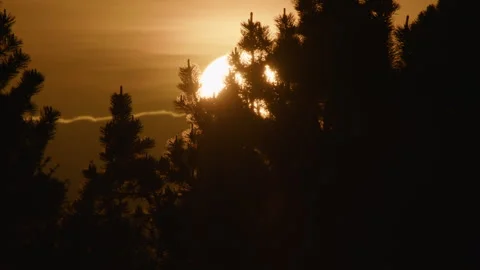 Sun behind silhouetted pine tree branches Stock Footage 345097798