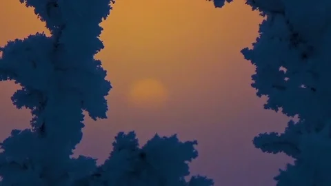 The sun behind the snow bushes Stock Footage 99410852