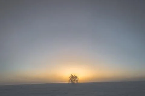 Sun behind snow clouds, whiteout, mountain, single tree Stock Photos