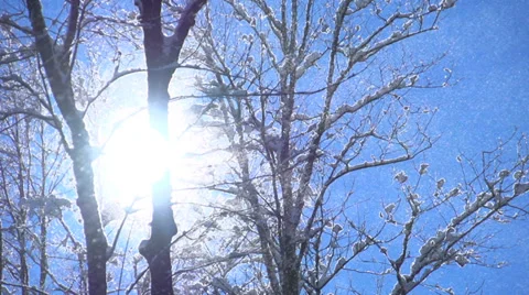 Sun behind snow trees. winter forest nature. snow falling slow motion. magic Stock Footage 34529086