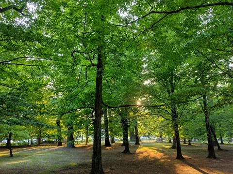 The sun behind some green trees in the park Stock Photos