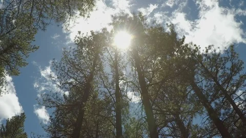 Sun Behind Tall Stand Of Pine Trees- Flagstaff Arizona Stock Footage 109425091