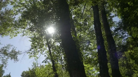 Sun behind tall trees and leaves with lens flare Stock Footage 221577744