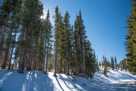 Sun behind tall trees in snow Stock Photos