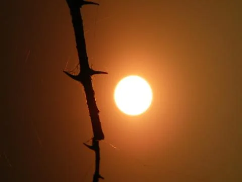 Sun behind the thorn Stock Photos