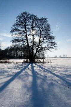 Sun behind the tree and shadows Stock Photos