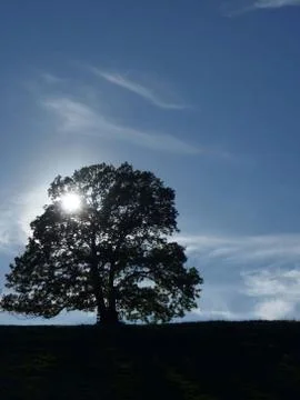 Sun behind tree with blue sky Stock Photos