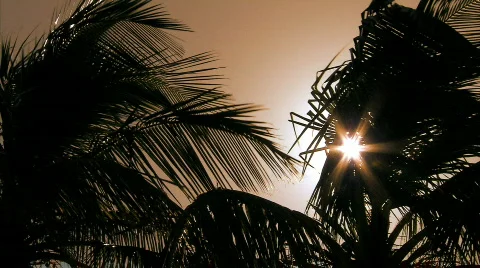 The Sun Behind The Tree Vidéo 678798