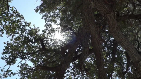 The sun behind a tree Stock Footage 29668137