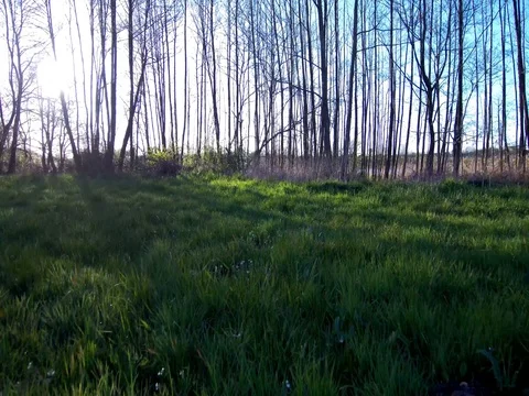 The sun behind the tree Stock Footage 75422385