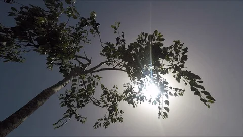 Sun behind a tree Stock Footage 127870009