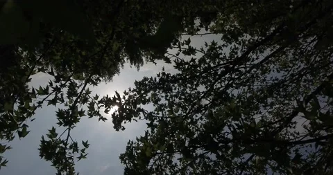 Sun behind tree Video stock 147671665