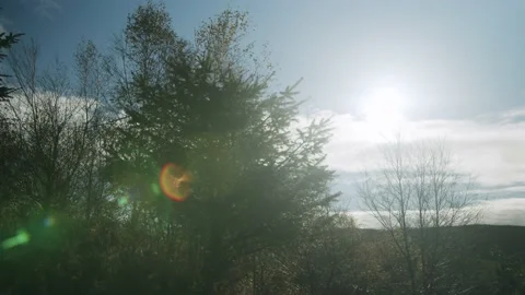 Sun behind tree Stock Footage 203904967