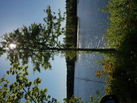 Sun behind tree on lakeside. 库存照片