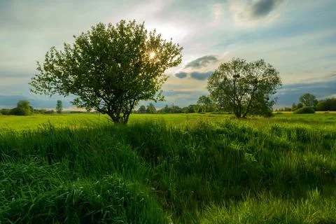 The sun behind the tree on the meadow, spring view Stock Photos