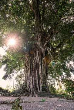 Sun behind a tree in a park Stock Photos
