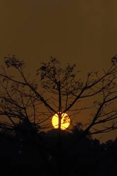 Sun behind tree Stock Photos