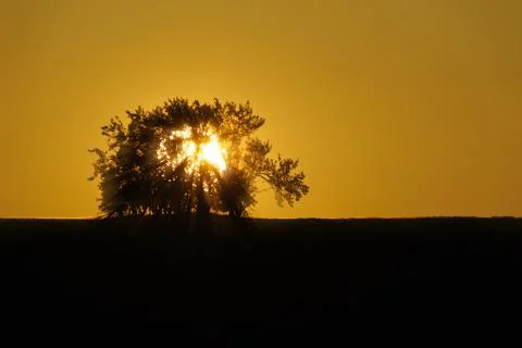 Sun behind a tree Stock Photos